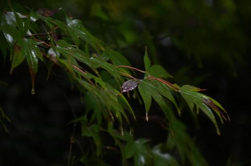 雨に濡れたモミジの葉の写真