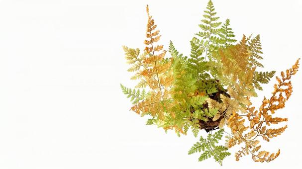 シノブ (12) 紅葉 シノブ,吊りしのぶ,アップの写真素材