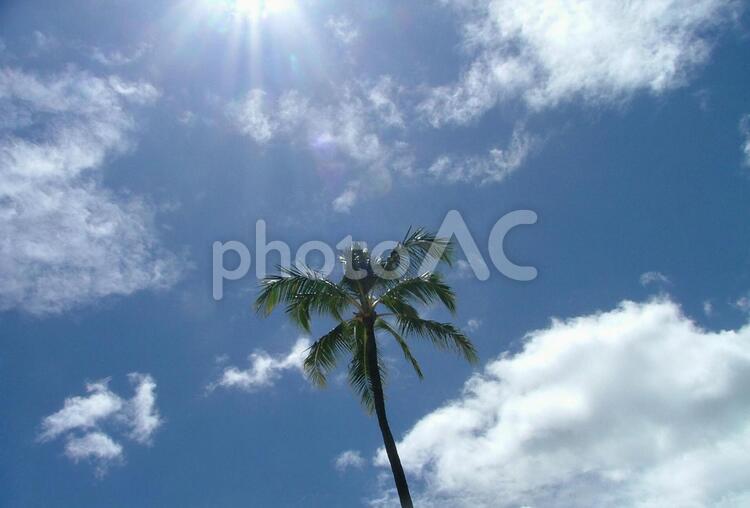 ヤシの木と青空 ヤシの木,青空,雲の写真素材
