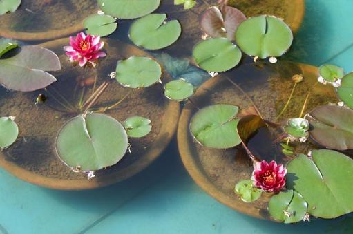 スイレンの写真