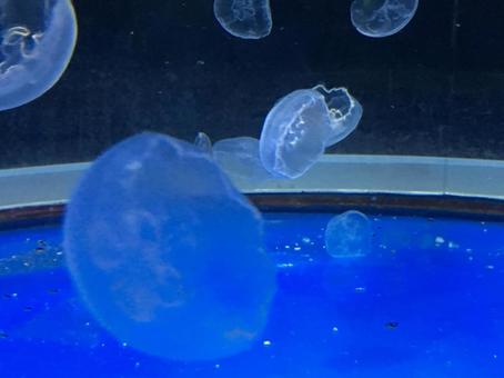 水族館のクラゲ 水族館のクラゲの写真