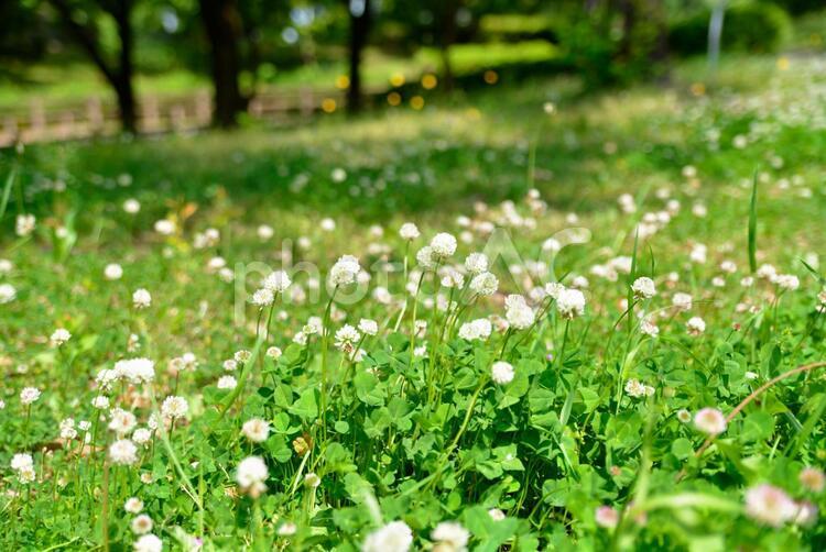 公園のシロツメクサ シロツメクサ,花,緑の写真素材