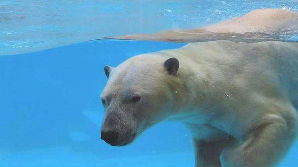 夏の動物園 泳ぐシロクマ 夏の動物園 泳ぐシロクマ シロクマ,ホッキョクグマ,白熊の写真素材