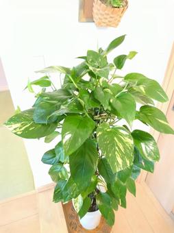 観葉植物 ポトス 鉢植え 7号鉢 観葉植物 ポトス 鉢植え 7号鉢の写真