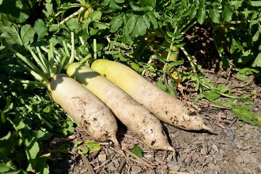 採りたてのダイコン 大根,食べ物,屋外の写真素材
