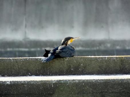 護岸コンクリート上でくつろぐカワウ 護岸コンクリート上でくつろぐカワウの写真