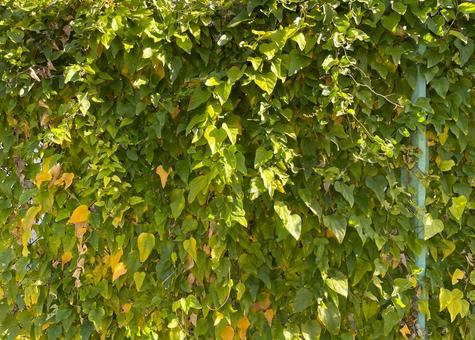 高架下空地のフェンスの葉っぱA_711L 葉,はっぱ,ファンスの写真素材