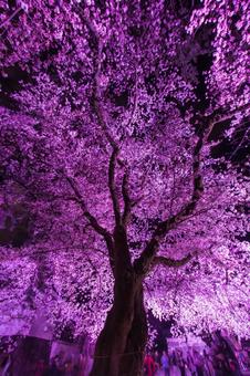 夜桜の美しい姿 夜桜の美しい姿の写真