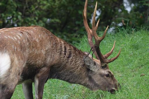 エゾシカ エゾシカ 哺乳類,北海道,野生動物の写真素材