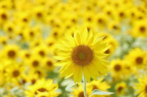 2025 Sunflower 5, JPG 2025 Sunflower 5, JPG