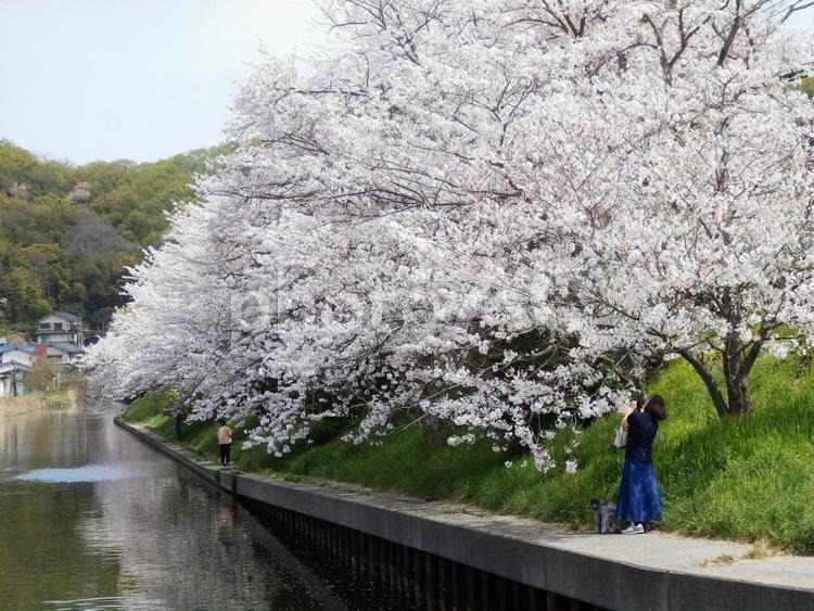 【桜の写真】桜が咲く風景 桜,さくら,サクラの写真素材