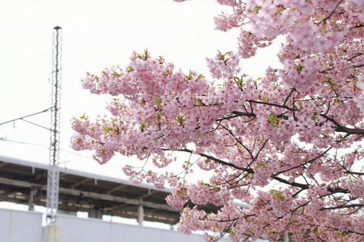 河津桜 満開! 西浦和駅 河津桜 満開! 西浦和駅の写真