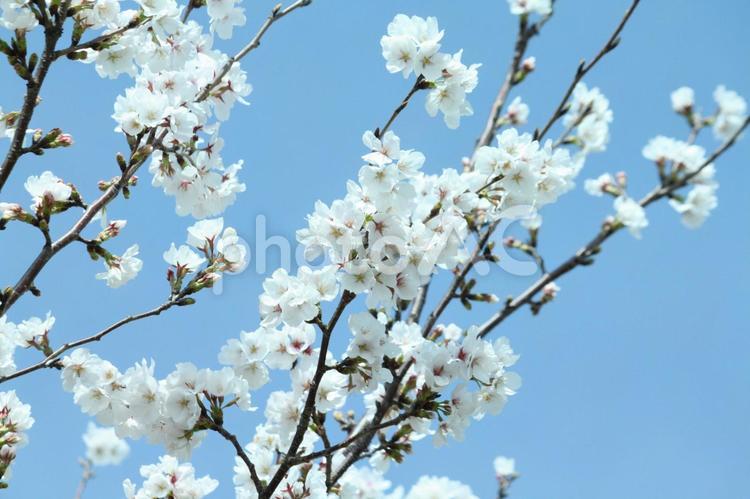青空と白い桜 桜,空,青空の写真素材
