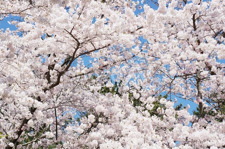 青空と満開の桜 桜,花見,ソメイヨシノの写真素材