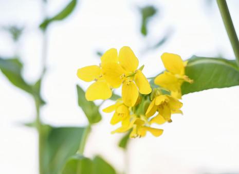 菜の花 菜の花の写真