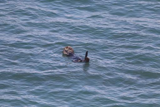 Photo, hokkaido, cape kiritafu, sea, 