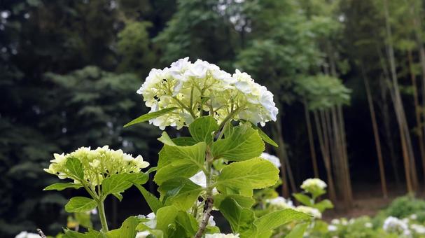 Hydrangea, JPG Hydrangea, JPG