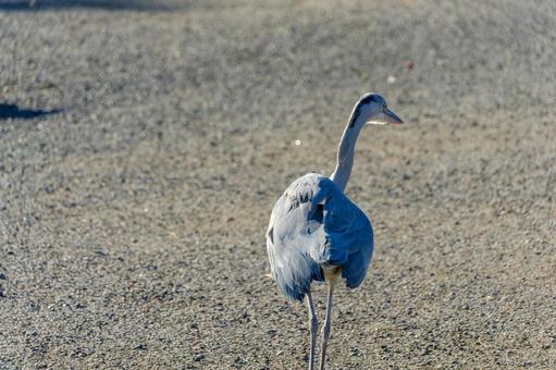 砂地を見つめるアオサギの佇まい 砂地を見つめるアオサギの佇まい アオサギ,鳥,野鳥の写真素材