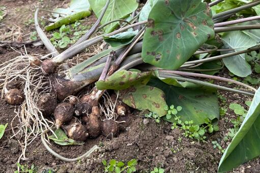 里芋の収穫・掘り上げる 里芋,収穫,芋掘りの写真素材