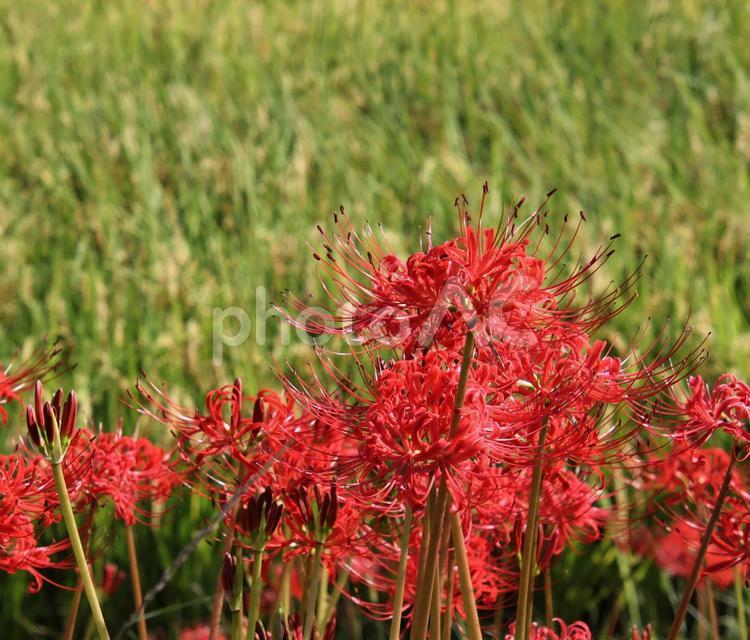 畦道に群生する曼珠沙華 彼岸花,曼珠沙華,田んぼの写真素材