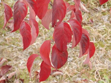 【風景写真】晩秋の風景 紅葉,葉っぱ,晩秋の写真素材