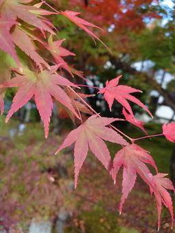 京都 紅葉 京都 紅葉の写真