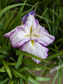 ショウブ ショウブ ショウブ,花,flowerの写真素材