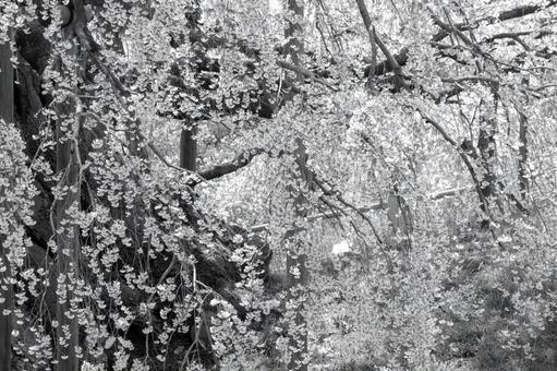 三春町の滝桜、艶やか 三春町の滝桜、艶やかの写真