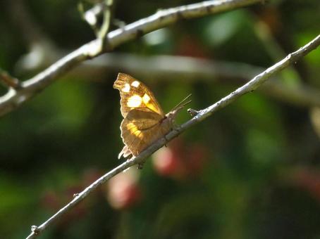 木の枝に留まるテングチョウ 木の枝に留まるテングチョウ テングチョウ,昆虫,生物の写真素材