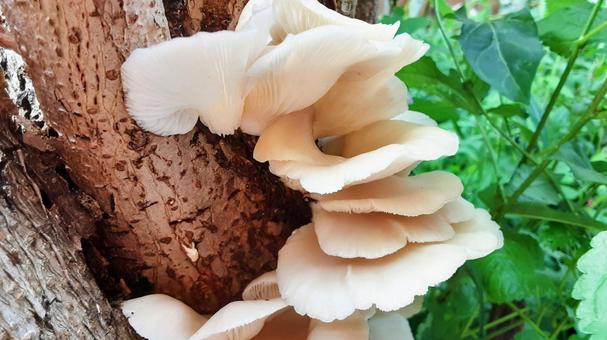木に生えたキノコ・2 木に生えたキノコ・2 きのこ,自然,茸の写真素材