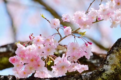 紅枝垂桜 桜,紅枝垂,花の写真素材