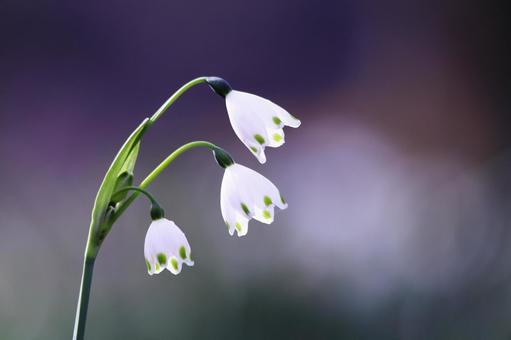 春の野に咲く白いスノーフレークの花 花,春,スノーフレークの写真素材