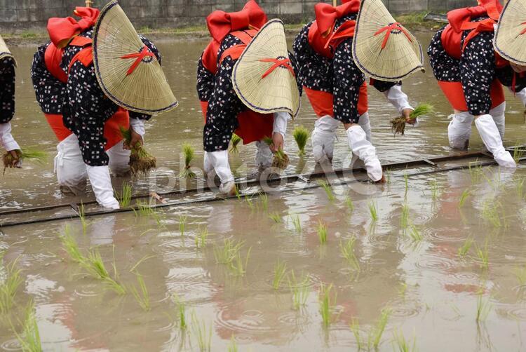 田植　お田植祭　早乙女 田植え,御田植祭,早乙女の写真素材