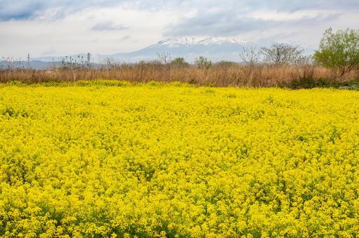 Rape flower field(23), JPG Rape flower field(23), JPG