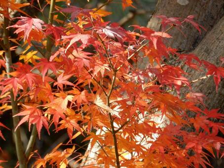 【紅葉写真】美しい紅葉風景 モミジ,紅葉,晩秋の写真素材