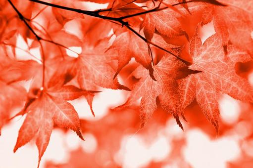 Autumn maple leaves frame background material, JPG