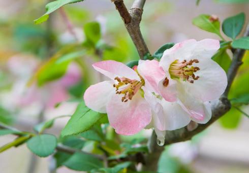 Pink quince flower (large flower), JPG