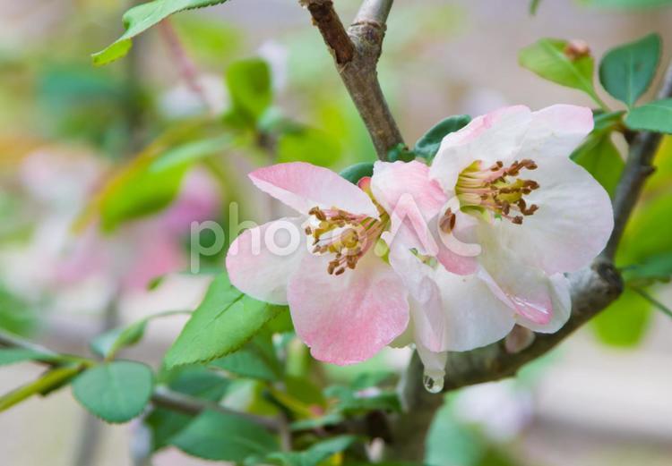 ピンクの木瓜の花(大輪） 花,春,木瓜の写真素材