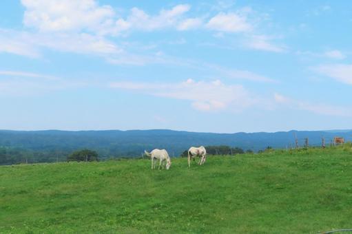 【岡山県】蒜山高原 ジャージー牛 【岡山県】蒜山高原 ジャージー牛 蒜山高原,夏,牛の写真素材