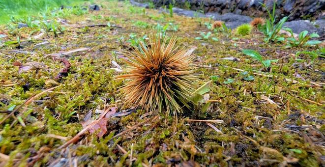 地面に落ちた栗のいがとやさしい苔 地面に落ちた栗のいがとやさしい苔 栗,栗のいが,いがの写真素材