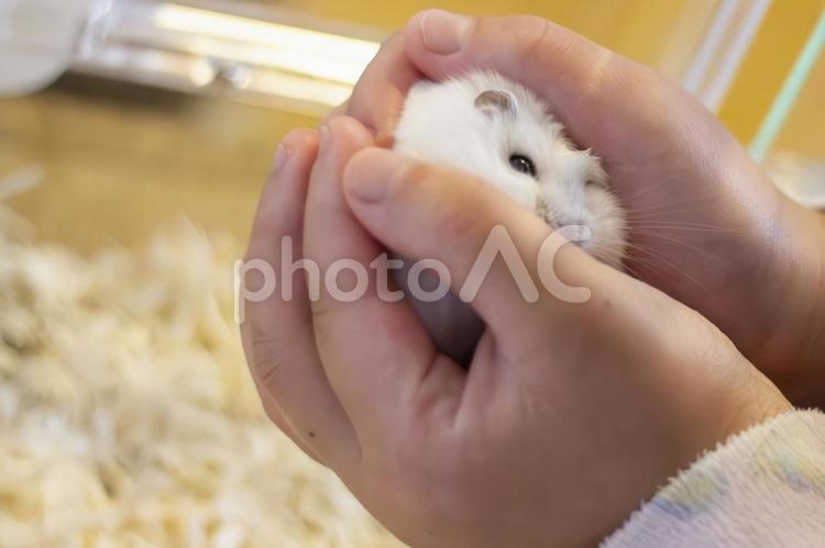 白いジャンガリアンハムスター包み込む手2 ジャンガリアンハムスター,ハムスター,パールホワイトの写真素材