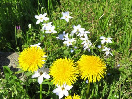 Dandelion and Zephyranthes, JPG Dandelion and Zephyranthes, JPG