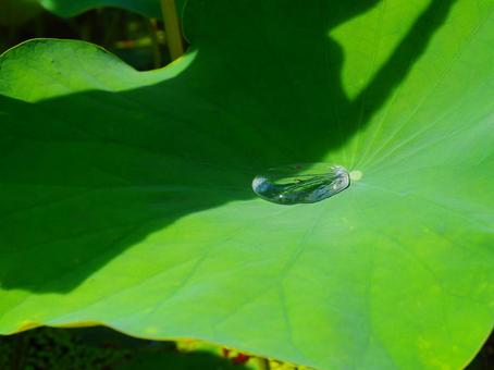 Gyoda - Rainwater collected on lotus leaves, JPG Gyoda - Rainwater collected on lotus leaves, JPG