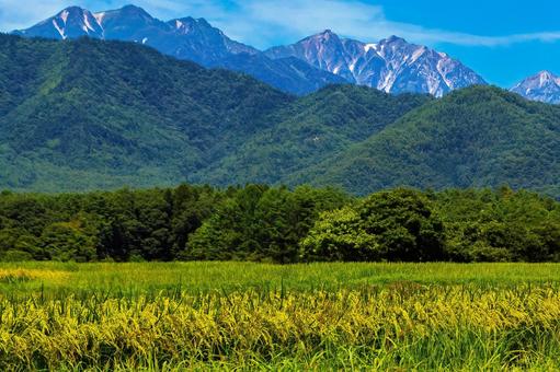 北アルプスの山麓で稲穂が実る夏の風景 長野県,大町市,北アルプスの写真素材