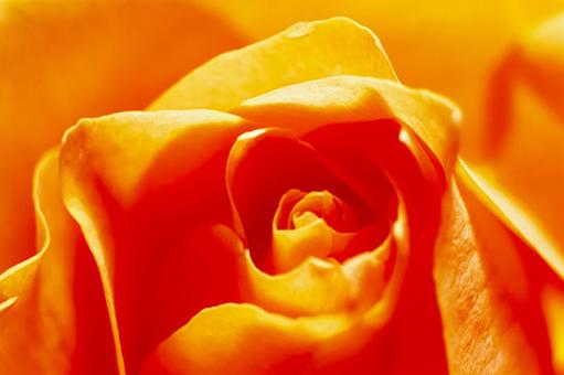 Rose flower close-up 4, JPG