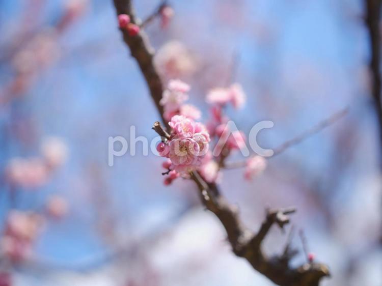 桜のマクロ撮影 桜,さくら,サクラの写真素材
