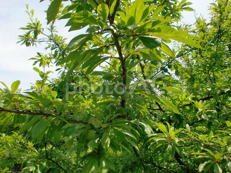 ６月の梅の木 ６月の梅の木,梅の木,梅の写真素材