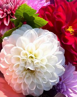 カラフルダリア カラフルダリア ダリア,花,アップの写真素材