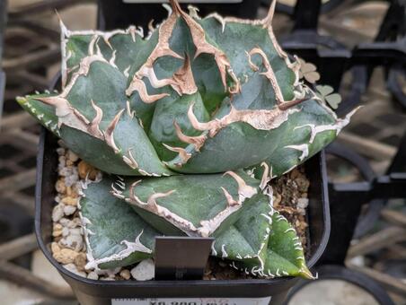 アガベ アガベ,多肉植物,植物の写真素材