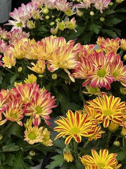 ダリア ダリア ダリア,花,植木の写真素材